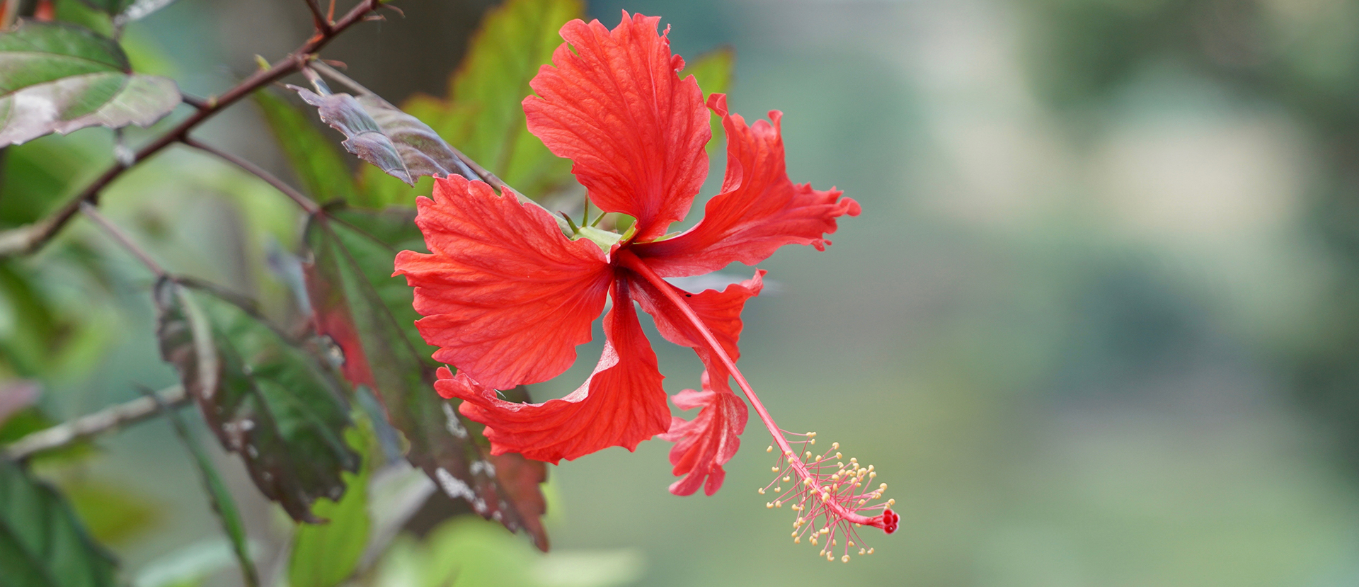 La riqueza natural de los jardines del Hotel Tigaiga